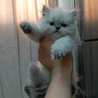 گربه بریتیش پرشین