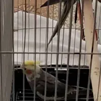 عروس هلندی گمشده|حیوانات|شیراز, لب آب|دیوار