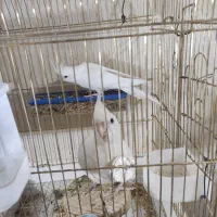 عروس هلندی مرغ عشق