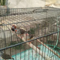 ۵عدد فنچ کینگ باهم