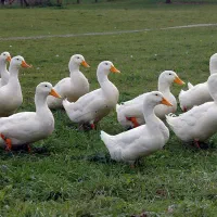 اردک پکنی محلی