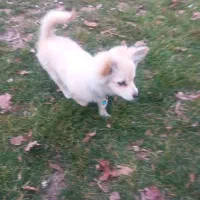 سگ پامر روباهی