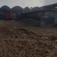 یک دستگاه دامداری 200راسه