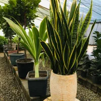 گل و گیاه آپارتمانی