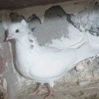 طوقی|پرنده|عجب شیر, |دیوار