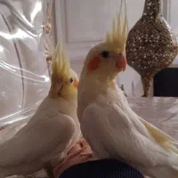 عروس هلندی|پرنده|اردبیل, |دیوار