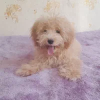 پودل نر ۴ماهه واگزاری فوری|سگ|خمینی‌شهر, |دیوار