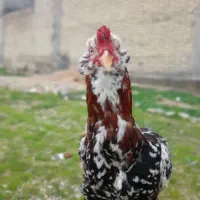 خروس لاری سونوم‌