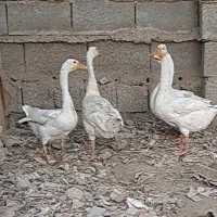 قوغاز اوکراینی|حیوانات مزرعه|آبادان, |دیوار