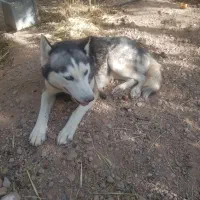 سگ ماده هاسکی|سگ|مبارکه, |دیوار