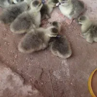 جوجه بت