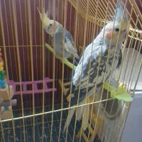 عروس نر و ماده