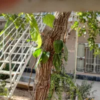 فروش،منزل مسکونی|فروش خانه و ویلا|شیراز, هفت تنان|دیوار