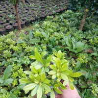 انواع گلهای بیرونی پیتسپروم شمشاد