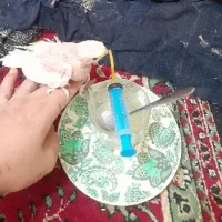 جوجه عروس سرلاکی چشم شرابی|پرنده|پاکدشت, شهرک انقلاب|دیوار