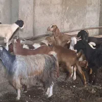 ۷راس بزدرجه یک جوان|حیوانات مزرعه|تنکمان, |دیوار