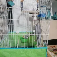 عروس هلندی سخنگو|پرنده|لنجان, |دیوار