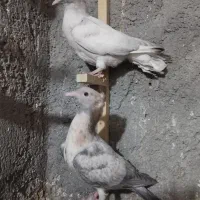 کفتر رنگه سینه هفرنگ دمسفید سارکاکلی ....|پرنده|مشهد, رستگار|دیوار