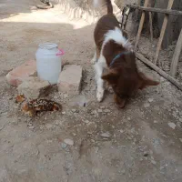 سگ پا کوتاه|سگ|سراوان, |دیوار