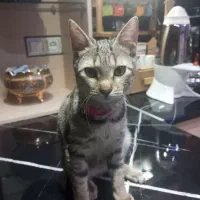 گربه خانگی|گربه|بومهن, |دیوار