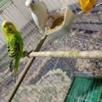 مرغ عشق