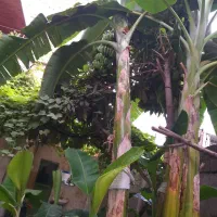 نهال موز با نازلترین قیمت|گل و گیاه طبیعی|ساری, |دیوار