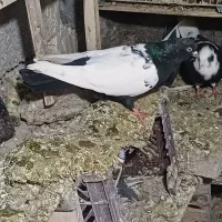 فروش کبوتر رنگی بفروش میرسید|پرنده|باسمنج, |دیوار