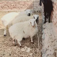 دوتا بره و کهره و یک قوچ|حیوانات مزرعه|بیرجند, |دیوار