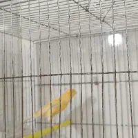 تعدادی قناری|پرنده|رشت, منظریه|دیوار