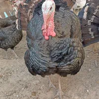 بقلمون رسمی جنس انگلیسی.