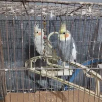 عروس هلندی کفتر