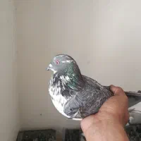 کفتر قاره|پرنده|اسلام‌شهر, شهرک توحید|دیوار