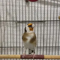 سهره شیرینکار|پرنده|تهران, مینای شمالی (مخبر)|دیوار