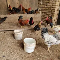 خروس سیاه محلی گلین مرغ کرچ