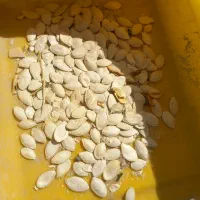 تخم کدو گوشتی
