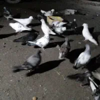 کفتر فروشی رودان