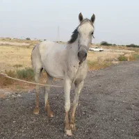 اسب