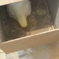 فروش فوری عروس هلندی شاه تخم فول مولد جوان|پرنده|فارسان, |دیوار