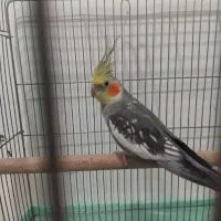 عروس هلندی نر