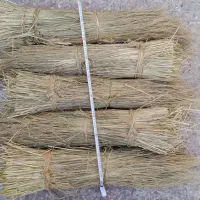 کلوش (ساقه برنج) . بریده شده با دست