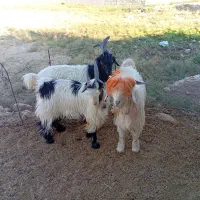 سه بیگ گله داری با ذو عدد بره داشتی|حیوانات مزرعه|مسجد سلیمان, |دیوار