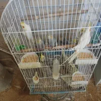 عروس هلندی از جوجه تا بالغ و جفت