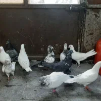 ۵ جفت کبوتر خارجی انگلیسی وپاکستانی  متنابخون