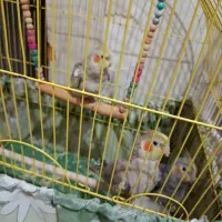 ۵ عدد عروس هلندی