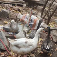 غازو اردک وخروس|حیوانات مزرعه|تهران, حکیمیه|دیوار