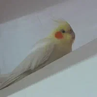 یک جفت عروس هلندی نر فندق ماده لیمو|پرنده|خلخال, |دیوار