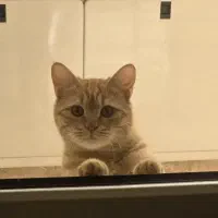 واگذاری گربه