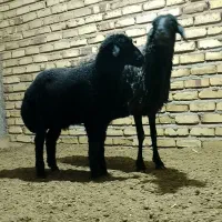 میش آفریقایی