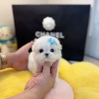 توله سگ پنبه ای مالتی پو بیصدا و آروم