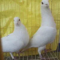 کبوتر یاهو سفید|پرنده|اصفهان, جویباره|دیوار